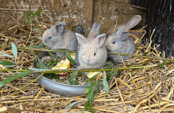 Baby dwerg hangoor konijntje, Dieren en Toebehoren, Konijnen, Dwerg, Meerdere dieren, 0 tot 2 jaar, Hangoor