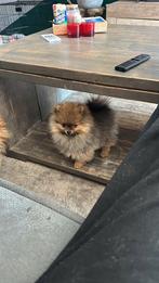 Te koop, 15 weken tot 1 jaar, Teef, Eén hond, Nederland