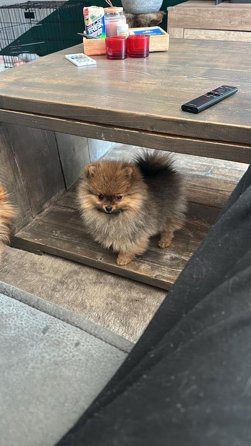 Te koop, Dieren en Toebehoren, Honden | Poolhonden, Keeshonden en Oertypen, Teef, Particulier, Eén hond, Nederland, 15 weken tot 1 jaar