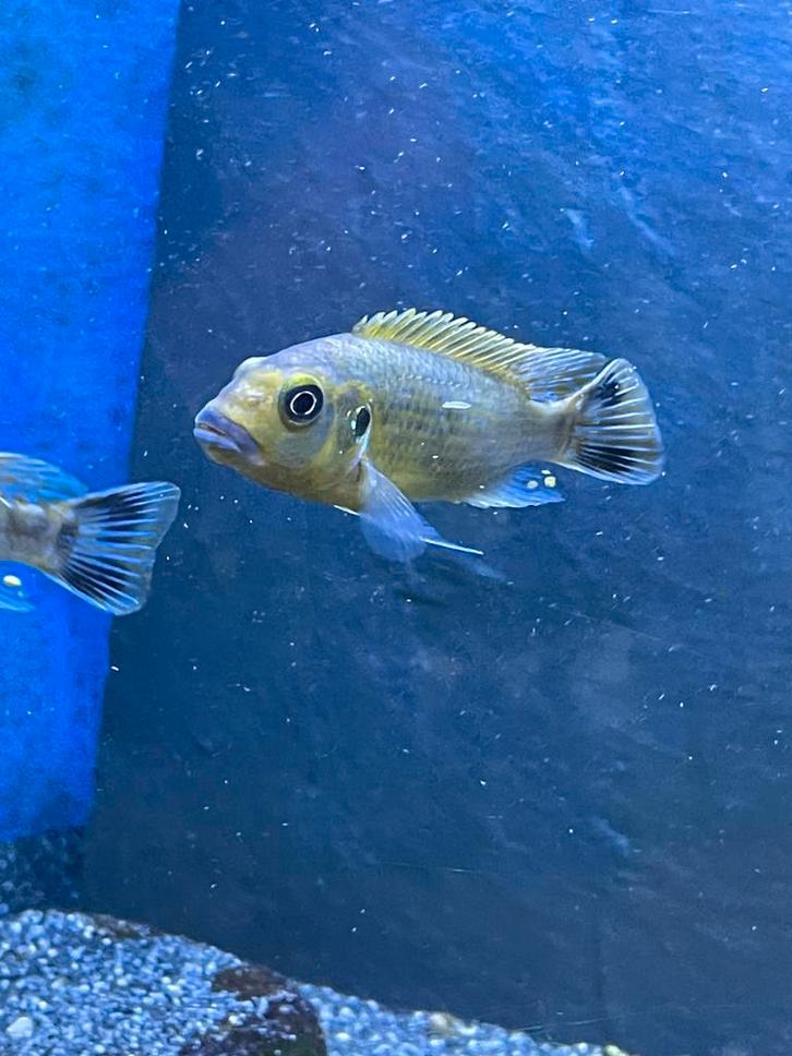 Pseudotropheus Williamsi Blue lips, Dieren en Toebehoren, Vissen | Aquariumvissen, Vis