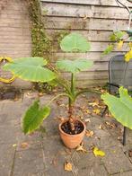 Alocasia plant/olifantsoor, gratis af te halen. Zonder pot., Huis en Inrichting, Kamerplanten, Ophalen, Halfschaduw, Minder dan 100 cm