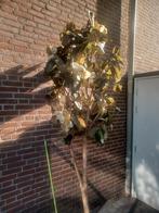 Kunstboom Magnolia - Decoratief en sfeervol!, Ophalen, Gebruikt, Binnen
