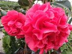Camelia 'Mary Williams' 80-100 cm, Ophalen of Verzenden, Overige soorten, Struik, Minder dan 100 cm