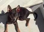 Dekreu pinscher, Dieren en Toebehoren, Rabiës (hondsdolheid), Reu, 1 tot 2 jaar, Eén hond