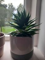 Aloe Vera Stekje, Vetplant, Ophalen of Verzenden, Minder dan 100 cm, Volle zon