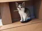 Speelse lieve kater, Dieren en Toebehoren, Katten en Kittens | Raskatten | Korthaar, Kater, 0 tot 2 jaar