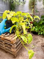 Epipremnum Marble Queen p12, Ophalen of Verzenden, Halfschaduw, Minder dan 100 cm