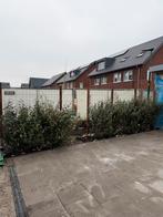 Olijfwilg in pot (De elaeagnus ebbingei), Bloeit niet, 100 tot 250 cm, Volle zon, In pot