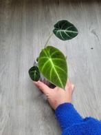 Alocasia black velvet, Huis en Inrichting, Kamerplanten, Ophalen, Overige soorten, Minder dan 100 cm