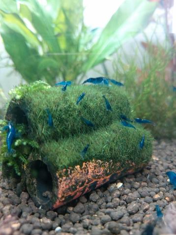 Mooie BlueDream Garnalen beschikbaar voor biedingen