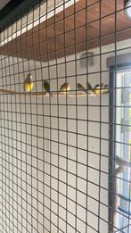 8 jongen gouldamadines van half vorig jaar, Dieren en Toebehoren, Vogels | Overige Vogels, Meerdere dieren, Tropenvogel