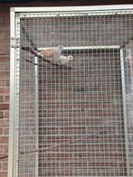 Tortelduifjes met kooi, Dieren en Toebehoren, Vogels | Overige Vogels, Meerdere dieren, Tropenvogel