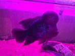 Flowerhorn vis, Dieren en Toebehoren, Vissen | Aquariumvissen, Vis