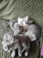 Laatste 3Prachtige Siberische kittens beschikbaar!!, Dieren en Toebehoren, Katten en Kittens | Raskatten | Langhaar, Meerdere dieren