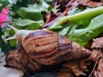 Afrikaanse reuzenslak, Dieren en Toebehoren
