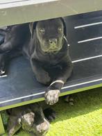 Cane Corso puppy’s, CDV (hondenziekte), Overige rassen, 8 tot 15 weken, Meerdere
