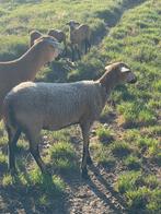 6 mnd oude raszuivere black belly ooi, Dieren en Toebehoren, Schapen, Geiten en Varkens, Vrouwelijk, Schaap, 0 tot 2 jaar