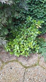 Gratis ophalen groenblijvende planten, Ophalen, Overige soorten, Minder dan 100 cm