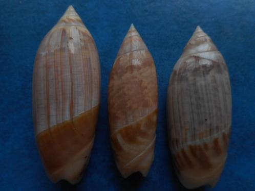 Schelpen: Olivancellaria acuminata Lam f+++ 49-58mm, Verzamelen, Mineralen en Fossielen, Schelp(en), Verzenden