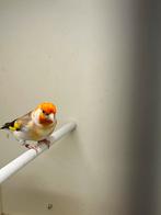 Majoor putter, Dieren en Toebehoren, Mannelijk, Wildzangvogel