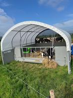 Groepshuisvesting kalveren, Meerdere dieren