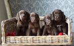 Lieve Labrador x Springer pups met een gouden karakter, Dieren en Toebehoren, Rabiës (hondsdolheid), 8 tot 15 weken, Labrador retriever