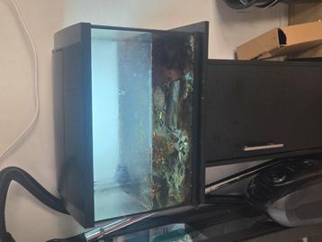 Aquarium 50L schildpadden 3 stuks beschikbaar voor biedingen