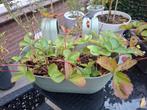 aardbeien planten, Ophalen, Volle zon