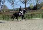 3-jarige Glamourdale-ruin uit predikaatrijke sportstam, Gechipt, Ruin, Dressuurpaard, Zadelmak