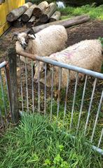2 Drentse rammen dekrammen, Dieren en Toebehoren, Mannelijk, Schaap, 0 tot 2 jaar