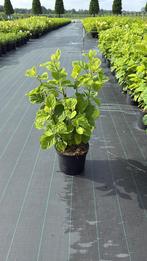 Hydrangea arb. ‘Annabelle’, Tuin en Terras, Planten | Tuinplanten, Ophalen, Zomer, Overige soorten, Halfschaduw