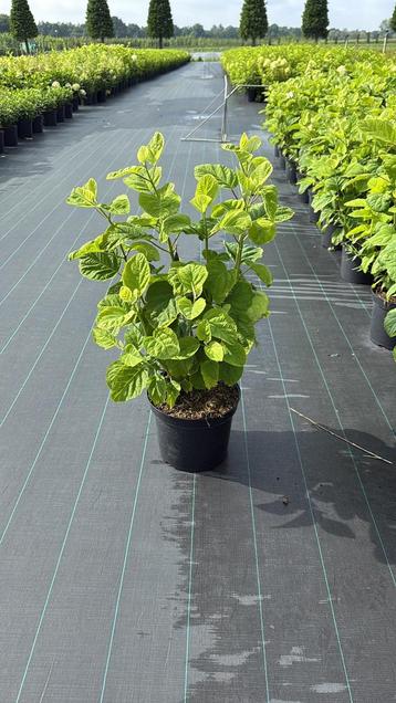 Hydrangea arb. ‘Annabelle’ beschikbaar voor biedingen