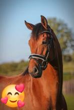 Dressuurpaard extreem braaf, Dieren en Toebehoren, Paarden, Met stamboom, Ruin, Dressuurpaard, 3 tot 6 jaar