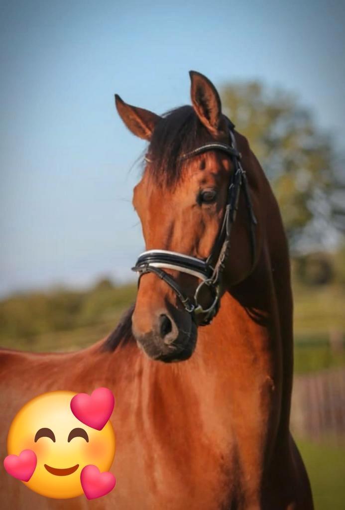 Dressuurpaard extreem braaf, Dieren en Toebehoren, Paarden, Ruin, L, 165 tot 170 cm, 3 tot 6 jaar, Dressuurpaard, Met stamboom
