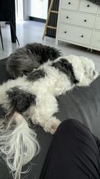 Binnen kort rond  24 december mooi netstje boomer puppy’s, 8 tot 15 weken, Meerdere, Nederland, Particulier