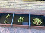 Vijverplanten, Ophalen, Nieuw