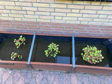Vijverplanten beschikbaar voor biedingen