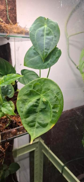 Anthurium Forgetii Stekje beschikbaar voor biedingen