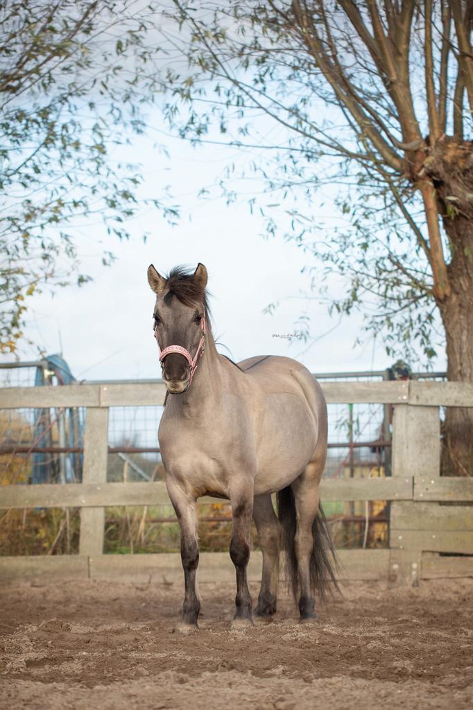 Leaser/verzorger gezocht, Dieren en Toebehoren, Stalling en Weidegang