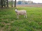 Engelse texelaars, Dieren en Toebehoren, Schapen, Geiten en Varkens, Vrouwelijk, Schaap