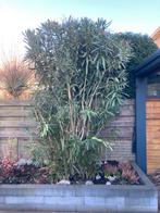 Grote Oleander - Zelf uitgraven!, Ophalen of Verzenden, Volle zon, Overige soorten, 250 tot 400 cm