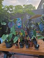 Colocasia uitverkoop, Tuin en Terras, Planten | Tuinplanten, Ophalen of Verzenden, Zomer, Volle zon