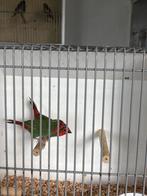 Koppel Roodkoppapagaaiamadine, Dieren en Toebehoren, Vogels | Overige Vogels, Meerdere dieren, Tropenvogel, Geringd