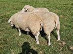 Swifter dekrammen, Dieren en Toebehoren, Schapen, Geiten en Varkens, Mannelijk, Schaap
