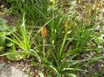 Kniphofia Uvaria grandiflora (Vuurpijl, Fakkelelie), Volle zon, Vaste plant, Zomer, Ophalen