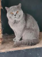Dekkater britse korthaar