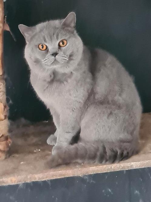 Dekkater britse korthaar, Dieren en Toebehoren, Katten en Kittens | Dekkaters