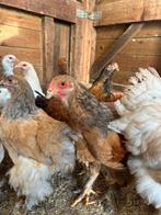 Brahma Hanen, Dieren en Toebehoren, Pluimvee, Mannelijk, Kip