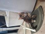 Maine coon kruising Europese korthaar, Dieren en Toebehoren, Poes, Gechipt, 0 tot 2 jaar