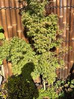 Acer te koop, Tuin en Terras, Planten | Bomen, Bloeit niet, Halfschaduw, Minder dan 100 cm, Overige soorten